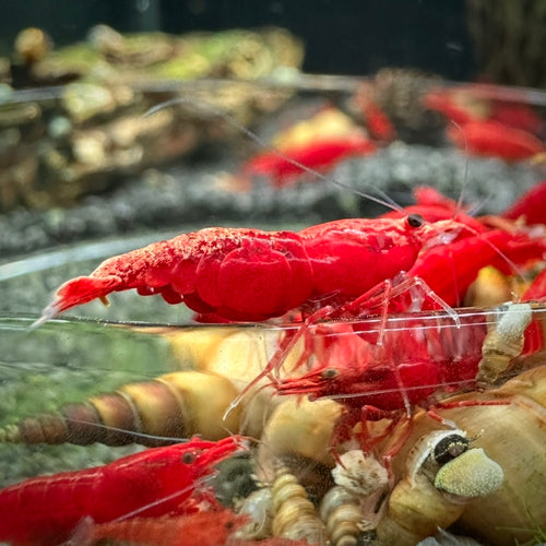 Bloody Mary - Neocaridina Davidi