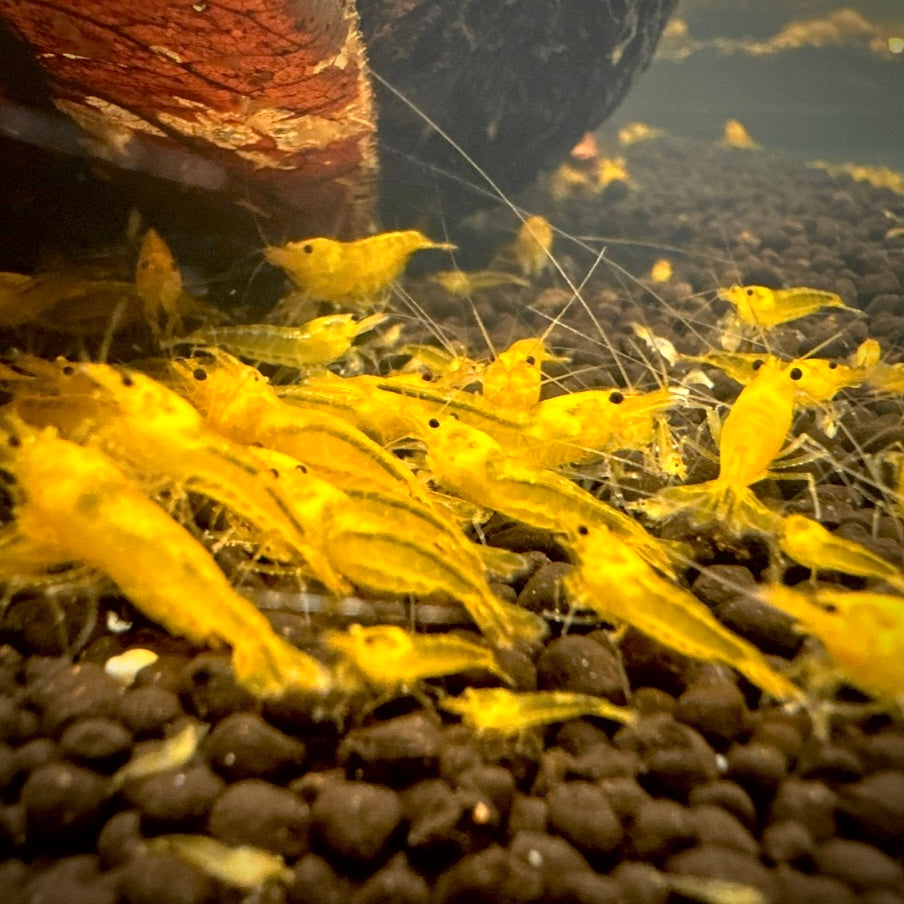 Yellow King Kong - Caridina cf. cantonensis 10 + 2