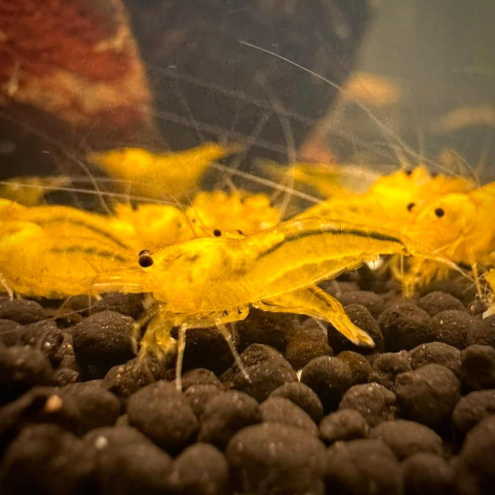 Yellow King Kong - Caridina cf. cantonensis 10 + 2