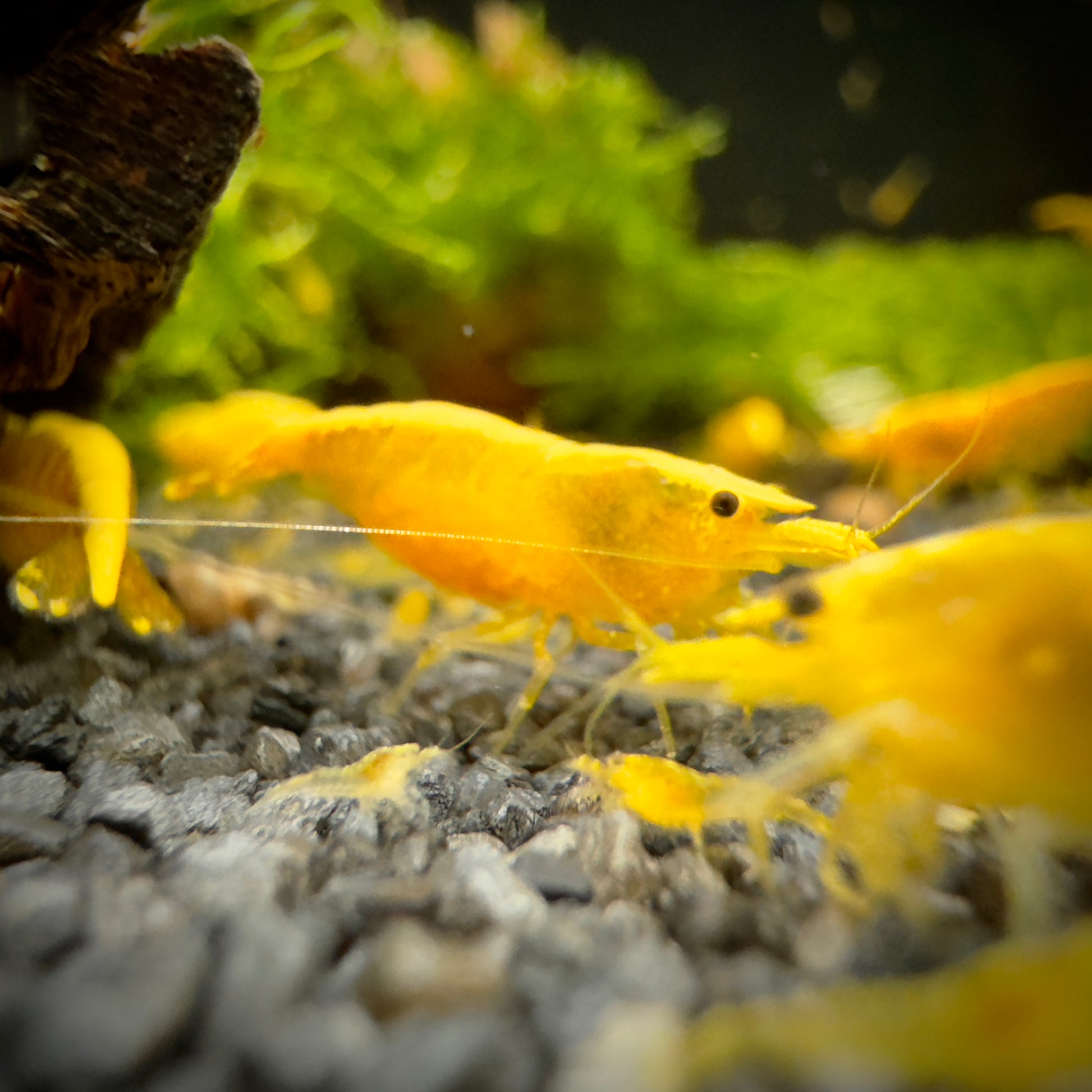 Yellow Néon - Neocaridina Davidi - Lot de 10 + 2