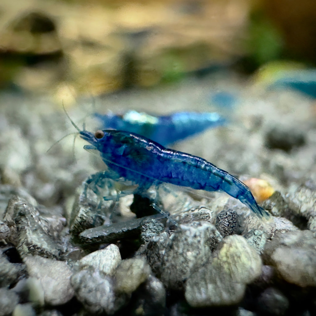 Blue Velvet - Neocaridina Davidi - Lot de 10 + 2