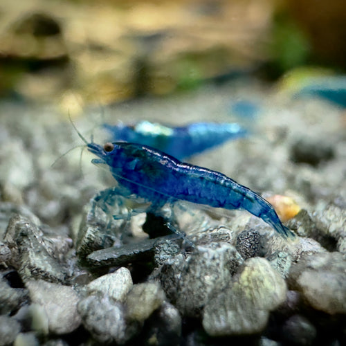 Blue Velvet - Neocaridina Davidi - Lot de 10 + 2
