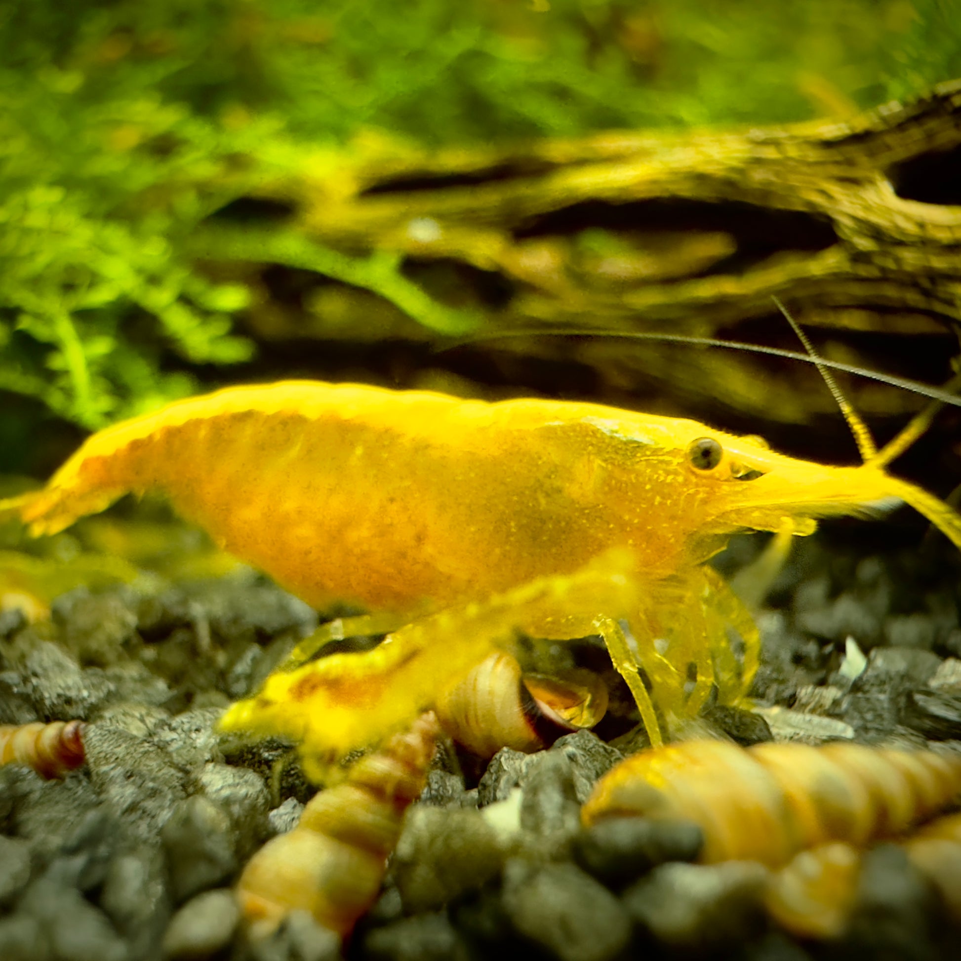 Yellow Néon - Neocaridina Davidi - Lot de 10 + 2