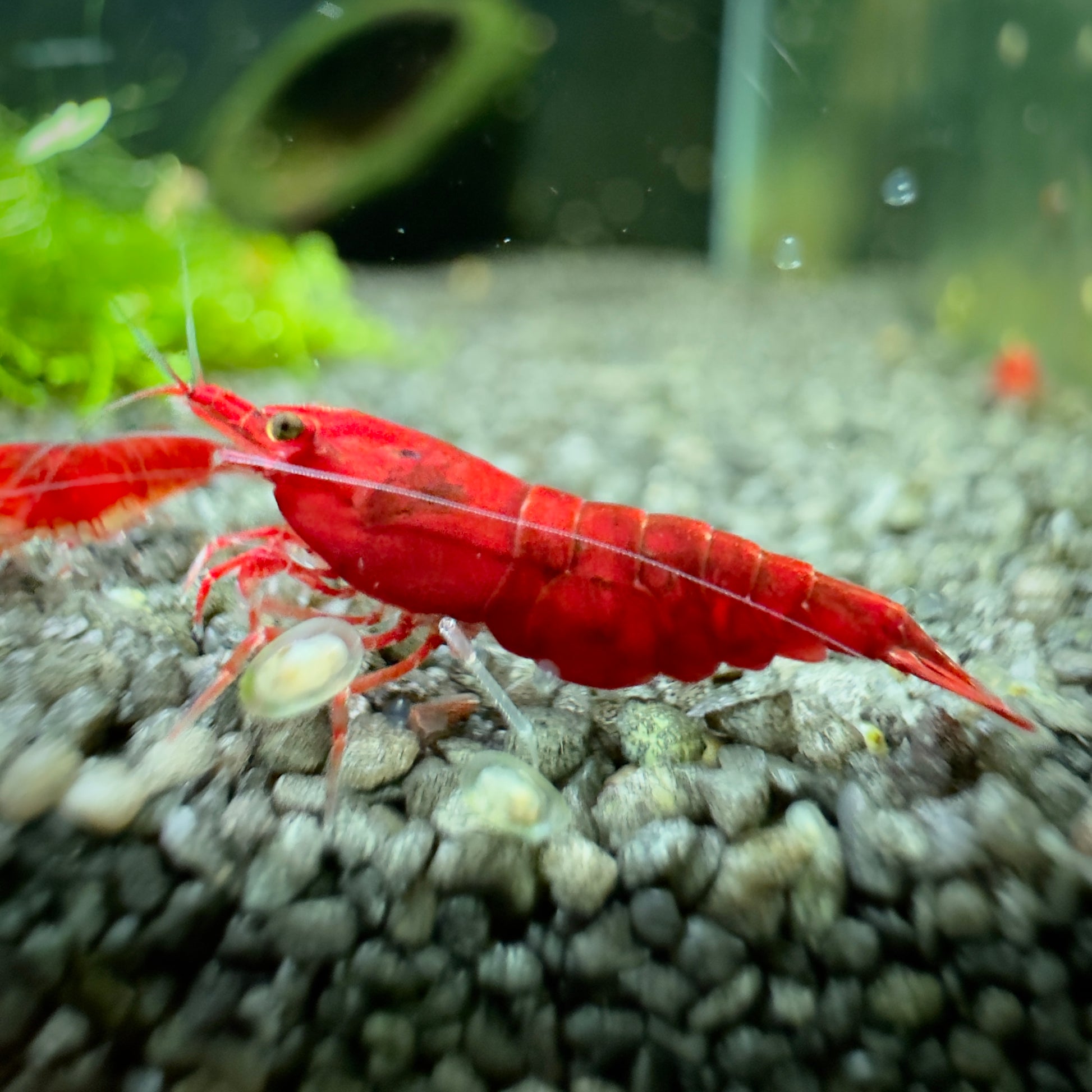 Bloody Mary - Neocaridina Davidi - Lot de 10 + 2
