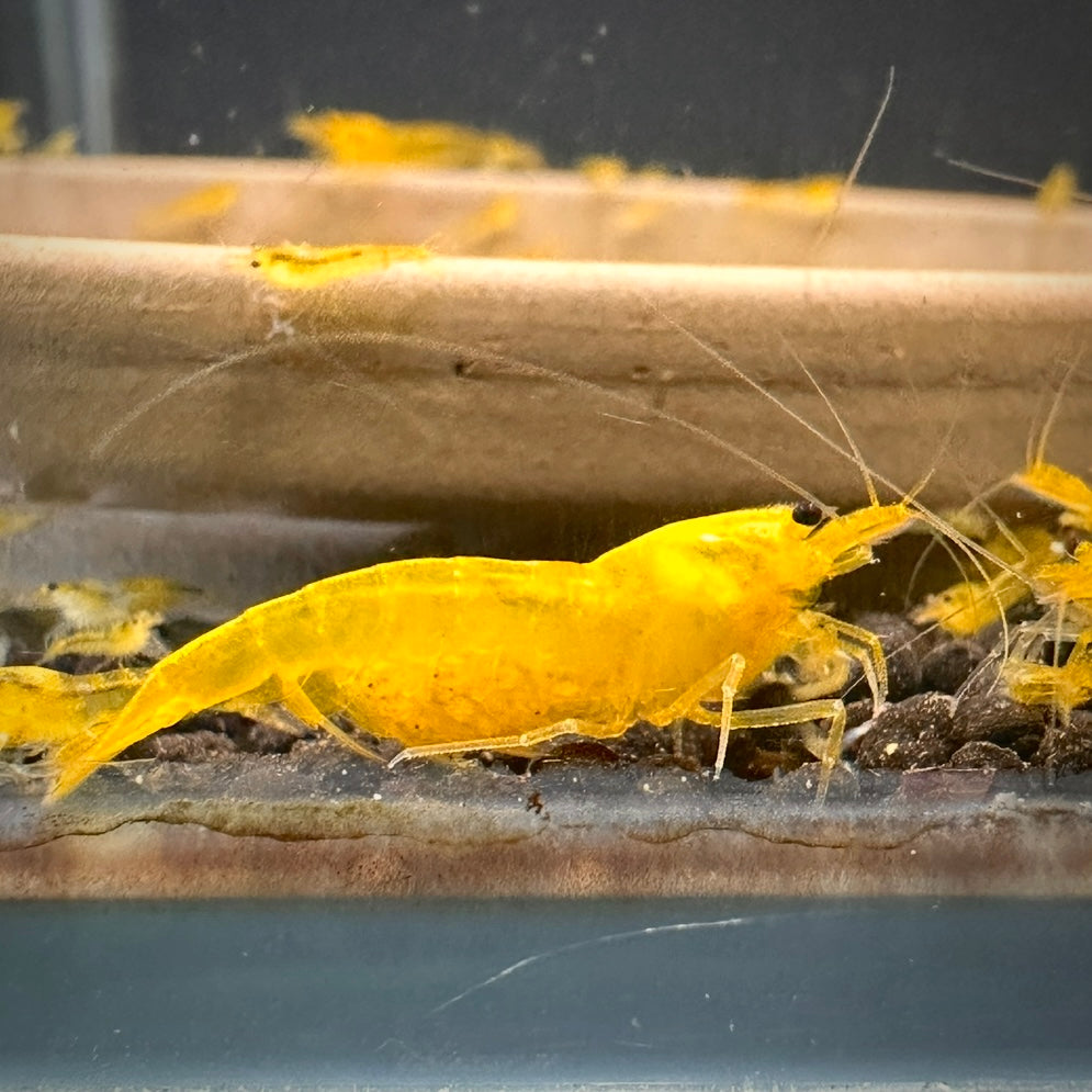 Yellow King Kong - Caridina cf. cantonensis 10 + 2