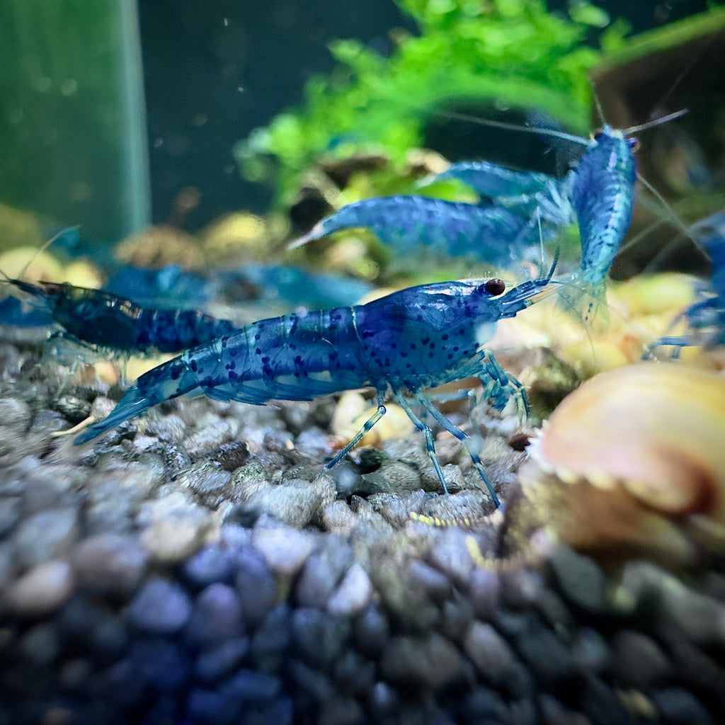 Blue Velvet - Neocaridina Davidi - Lot de 10 + 2